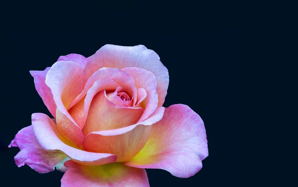 Rose Vif Veiné Macro Une Seule Fleur Isolée Jaune Rose — Photo