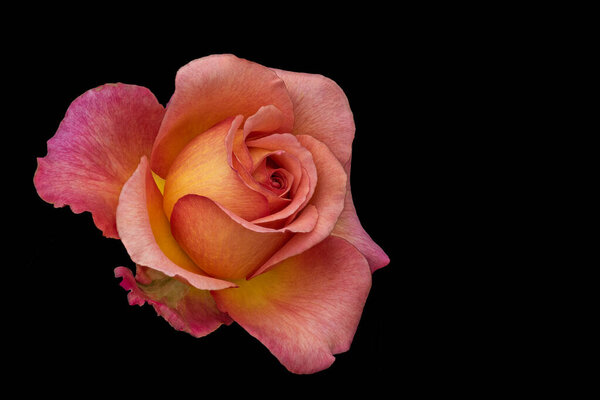 Veined rose macro of a single isolated yellow pink orange blossom in vintage painting style on black background