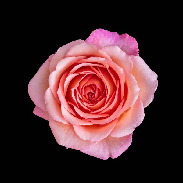Bight Αυξήθηκε Μακροεντολή Ενός Ενιαίου Απομονωμένο Ροζ Άνθος Vintage Στυλ — Φωτογραφία Αρχείου
