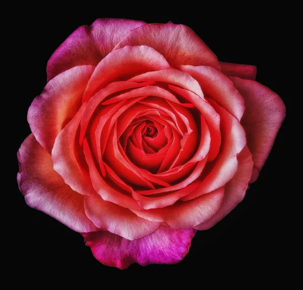 Surrealista Brillante Flor Rosa Macro Una Sola Flor Violeta Roja — Foto de Stock