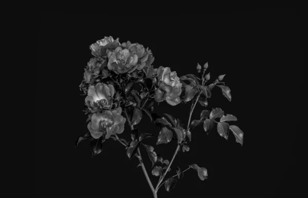 Vintage Monochrome Low Key Rose Branch Stem Leaves Black Background — стоковое фото