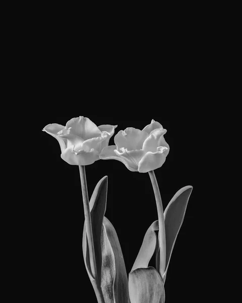 Elszigetelt Fehér Tulipán Virág Pár Minimalista Makró Fényes Kék Háttér — Stock Fotó