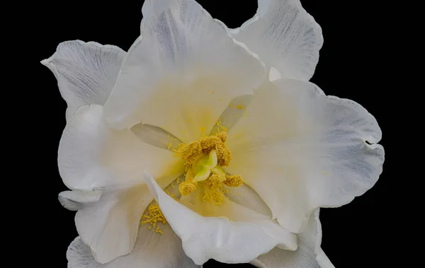 Белый Тюльпан Цветущий Макрос Желтым Сердцем Прозрачные Лепестки Изолированы Черном — стоковое фото