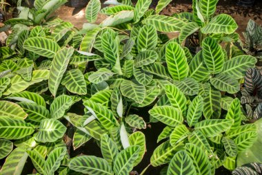 ayrıntılı bahçeleri için bitkiler