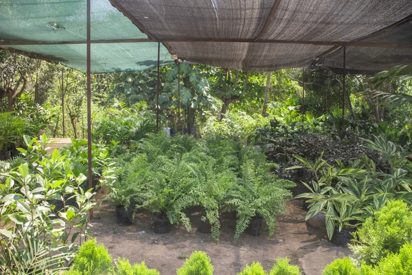 Roślin do sprzedaży dla ogrodów — Zdjęcie stockowe