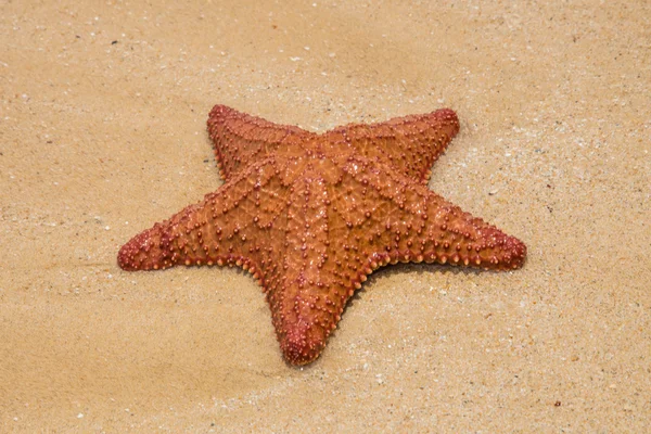 Kumdaki denizyıldızı.