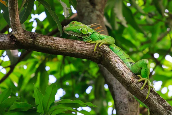 Ağaç üzerinde yeşil iguana — Stok fotoğraf