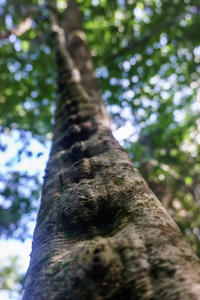 Detalle Liana Selva Tropical Cuba — Foto de Stock
