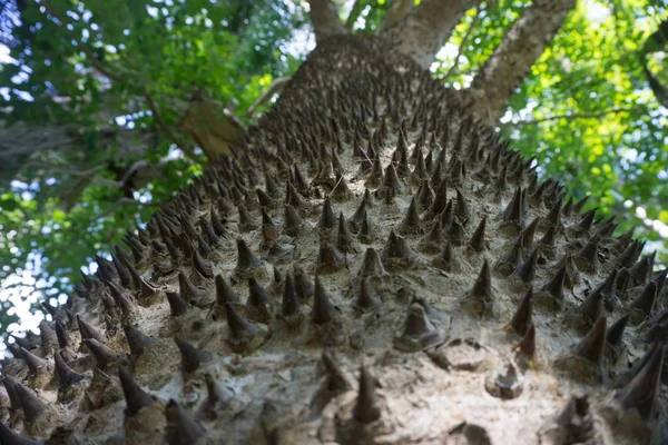 Thron Sur Camion Sur Ceiba Speciosa Arbre Jungle — Photo