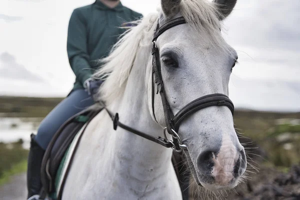 animal, horse, white, portrait, equestrian, beautiful, equine, background, beauty, stallion, mammal, isolated, mane, head, farm, black, wild, domestic, arabian, breed, white horse, nature, mare, flower, closeup, thoroughbred, bridle, pet, purebred, c