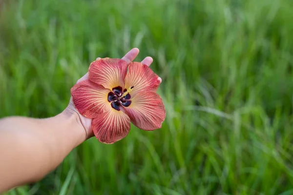 Detail of a hand holding an exotic flower open in the middle of a green field unfocused