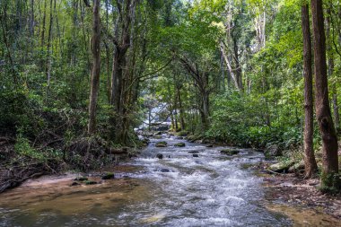 Kuzey Tayland 'da ağaçlarla çevrili küçük bir nehir.