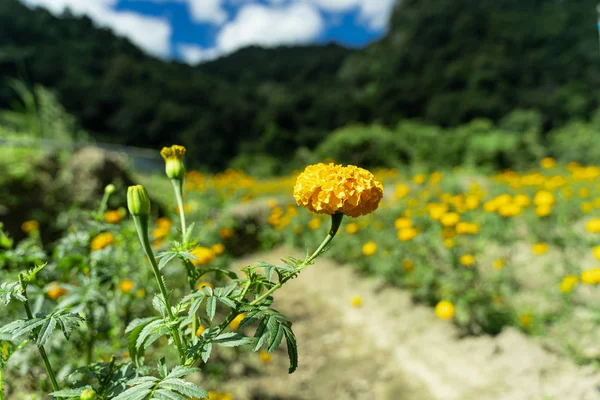 Yellow carnation in a field of carnations broken by a sandy path in the middle of the forest in Thailand