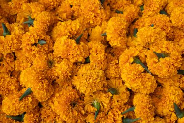 Portakal kasımpatı seti. Seyahat kavramı