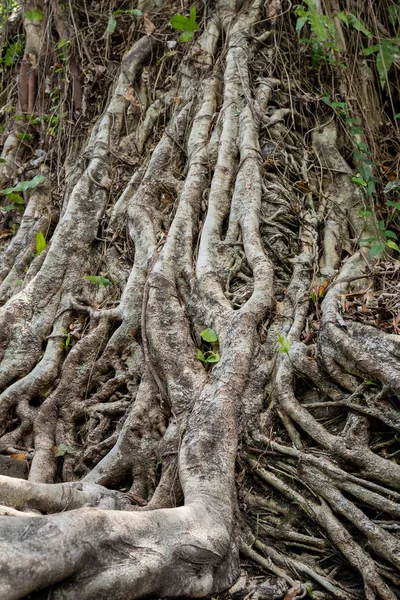 Vertical photo of the roots of a tree