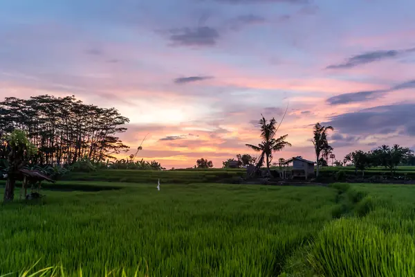 インドネシアの家と木のある田んぼの夕日 — ストック写真