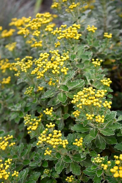 Detail Van Struik Van Gele Bloemen Met Groene Bladeren Botanische — Stockfoto