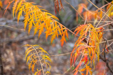 Madrid, İspanya ve Avrupa 'daki botanik bahçesinde odaklanmamış bir ağacın sonbahar yapraklarının düz ayrıntıları. Yatay