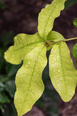 Madrid 'in botanik bahçesinde su damlaları olan parlak yeşil yaprakların yakın plan detayları.