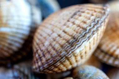 Daha yatay olarak odaklanmamış midyenin yakın plan odaklı ayrıntısı