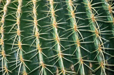 Madrid, İspanya ve Avrupa 'daki Arganzuela serasında bir Echinocactus Grusonii kaktüsünün dokusunun yakından incelenmesi