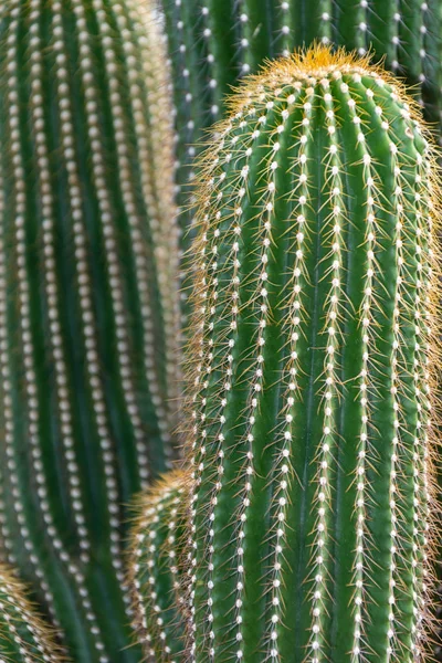 Madrid, İspanya ve Avrupa 'nın Arganzuela serasında, dikkatsiz bir geçmişi olan, Altın Saguaro kaktüsünün yakın çekimi