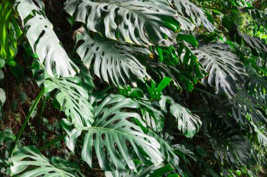 Madrid, İspanya ve Avrupa Kraliyet Botanik Bahçesi 'ndeki bir seranın içinde güneşle aydınlatılan yeşil tropikal bitkilerin ayrıntıları