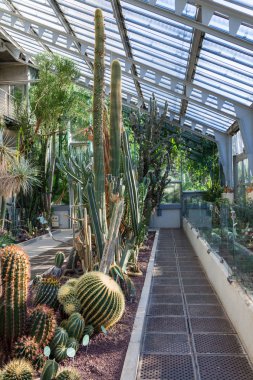 Madrid, İspanya ve Avrupa Kraliyet Botanik Bahçesi 'ndeki bir seranın içinde güneş ışığıyla aydınlatılmış çöl bitkilerinin görüntüsü. Dikey