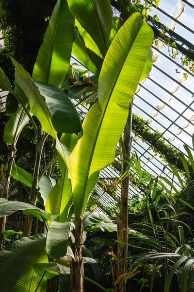 Glass Greenhouse Interior Tropical Plants Botanical Garden Madrid Spain Europe — Stock Photo, Image