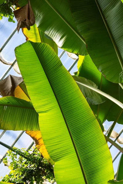 Detail Banana Leaf Illuminated Sunlight Greenhouse Royal Botanic Garden Madrid — Stock Photo, Image