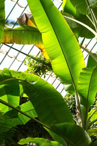 Φύλλα Μπανάνας Φωτισμένα Από Φως Του Ήλιου Μέσα Ένα Θερμοκήπιο — Φωτογραφία Αρχείου