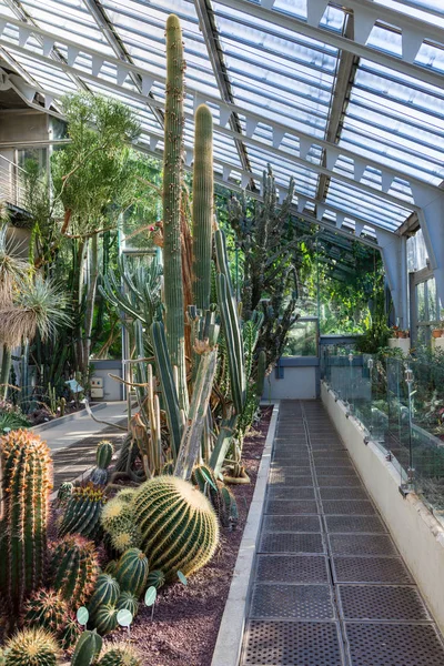 Madrid, İspanya ve Avrupa Kraliyet Botanik Bahçesi 'ndeki bir seranın içinde güneş ışığıyla aydınlatılmış çöl bitkilerinin görüntüsü. Dikey