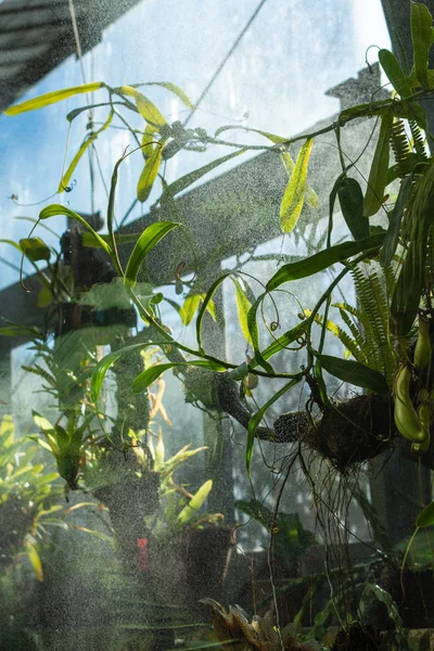 View of automatic irrigation for tropical plants, in a greenhouse in Madrid, Spain, Europe. In vertical