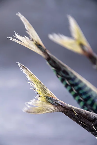 Close Three Mackerel Tails Gray Background Vertical Selective Focus — Stock Photo, Image