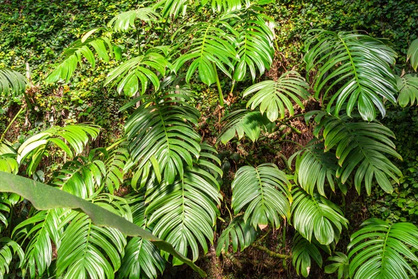 View Tropical Vegetation Greenhouse Horizontal Madrid Spain Europe — Stock Photo, Image