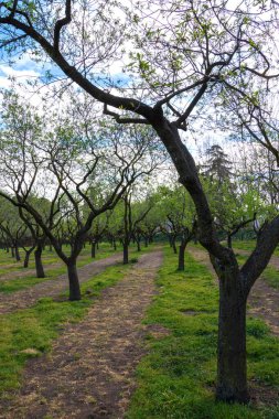 Badem ağaçlarının baharda, Madrid, İspanya 'da mavi gökyüzü ve beyaz bulutlarla yakın çekimi. Dikey