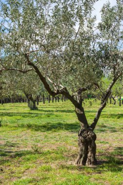 İlkbaharda İspanya 'da Madrid' de Dikey bir parkta zeytin ağacının yakın çekimi.