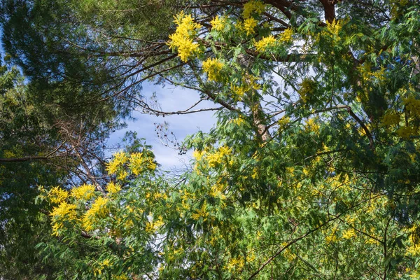 Veduta Albero Mimosa Fiori Gialli Sopra Cielo Blu Parco Madrid — Foto Stock