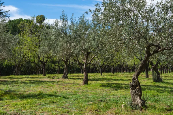 Baharda Madrid, İspanya 'da bir parkta mavi gökyüzü ile geniş zeytin koruluğu. Yatay olarak