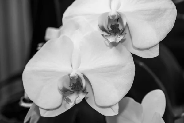 Szczelnie Orchidee Kwiaty Ich Liå Czarno Biaå Poziomym — Zdjęcie stockowe