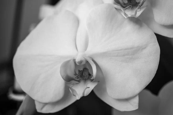 Orchidea Kwiat Zbliżenie Czerni Bieli Poziome — Zdjęcie stockowe