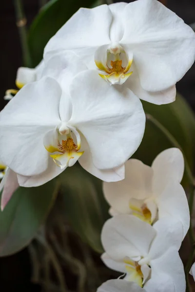 Beyaz Orkide Çiçeklerine Yakın Plan Yeşil Yaprakları Bulanık Dikey — Stok fotoğraf