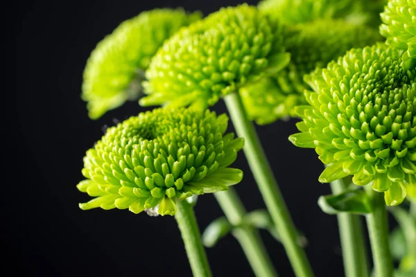 Close Van Boeket Groene Chrysant Met Selectieve Focus Zwarte Achtergrond — Stockfoto