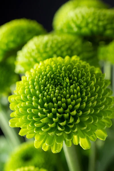 Zielone Chryzantemy Makro Zbliżenie Nieostre Tło Więcej Kwiatów Czarne Tło — Zdjęcie stockowe