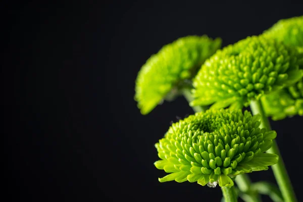 Yeşil kasımpatı çiçeklerinin yakın plan detayları, seçici odak, siyah arkaplan, yatay, kopyalama alanı ile