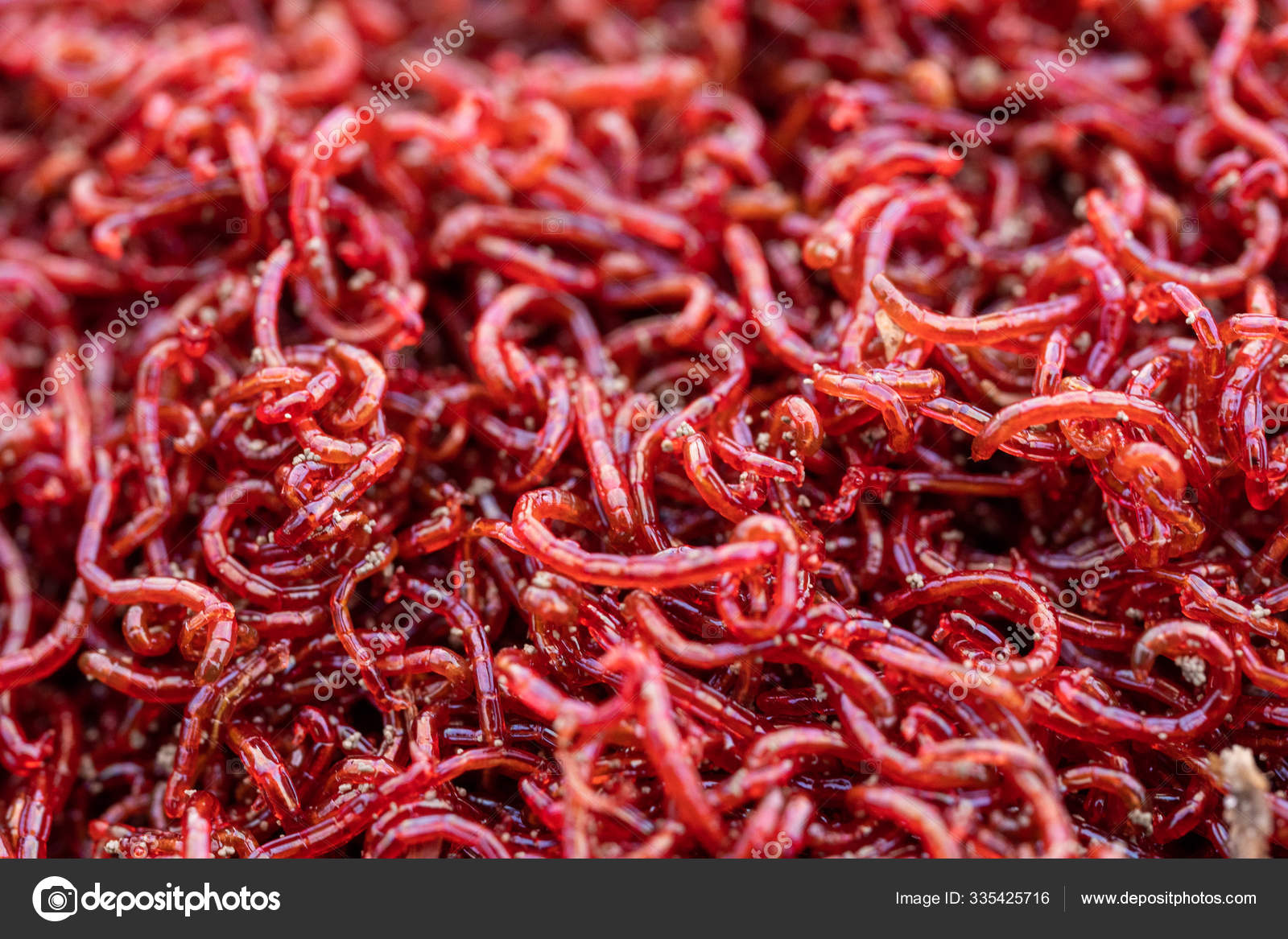 Handful of small bloodworms close-up for fishing, feeding fish macro Stock  Photo by ©Provo 335425716