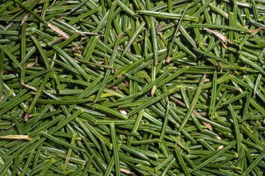 Ladin 'in arka planı Ağaçlı Noel iğneleri