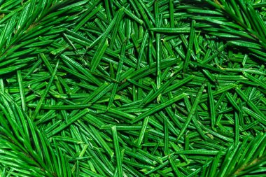 Yeni yıl kartları için parlak yeşil ladin iğneleri ve filizleri