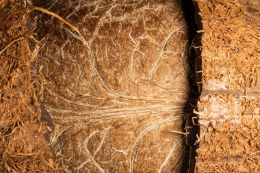 İçindeki yumuşak fındıklı makro fotoğrafla iki parçaya bölünmüş hindistan cevizi.