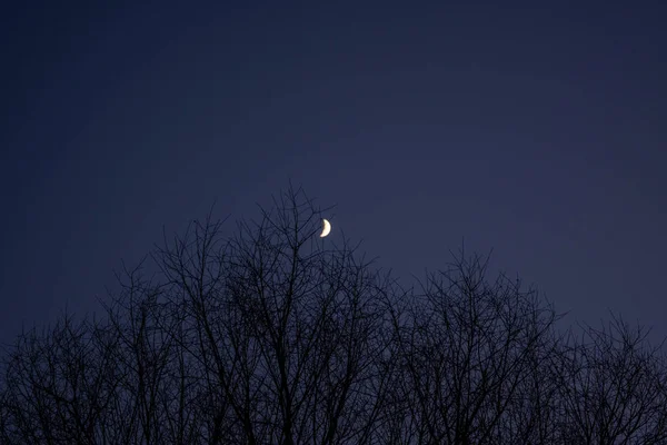 Vinter natt halvmåne över svarta kronor träd — Stockfoto